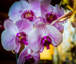Orchids I